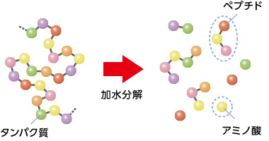 タンパク質が加水分解することでアミノ酸とアミノ酸の間のペプチド結合が切れ、ペプチドやアミノ酸に分離した図。タンパク加水分解物とは食品にうま味やコクをつけるために使われます。