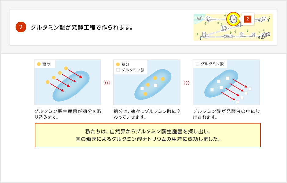 グルタミン酸生産菌がグルタミン酸を作り出す工程を説明した画像。①発酵液の中で、グルタミン酸生産菌が糖分を取り込む。②取り込まれた糖分は徐々にグルタミン酸に変化。③グルタミン酸が発酵液の中に放出。